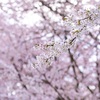 桜桜桜、ときめき