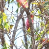 ハイバラメジロ Oriental White-eye