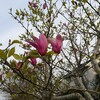 【休校中の過ごし方】家の周りに咲くお花の名前を調べる