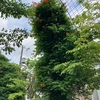 晴耕雨読の日々なる予感と雑感。
