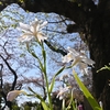 🌼谷中霊園でシャガと桜を撮影しました😊