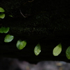 穀雨。