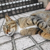 6月前半の #ねこ #cat #猫 その2