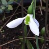 スノードロップの下向きの花