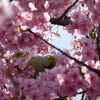 【東京都北区】河津桜が満開！　西ヶ原みんなの公園