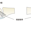 手の外傷の時のシーネ固定のやり方について