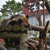 １１２日目 登別温泉とクマ牧場　ウトナイ湖(苫小牧)→室蘭