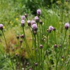 隣の空き地は野草園