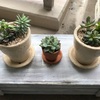 【ガーデニング】多肉植物を寄せ植えしてみた