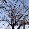 早咲きの桜20240322