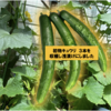 夏野菜　キュウリ02 【初物をいただきます】