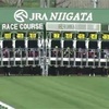 5.23    新潟競馬　注目馬