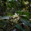 Osmanthus heterophyllus　ヒイラギ