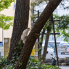 近隣繁華街のねこさん