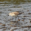 鳥撮散歩　金目川でトウネンは珍しいそうです（初見、初撮(^^♪）