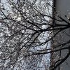 葉桜