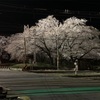 夜桜 in 近所の踏切