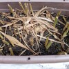 みょうがプランター植え替え
