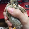 ヒメウズラってどんな鳥？