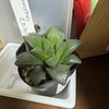 疲れからか多肉植物を増やし半休を取るなどした結果
