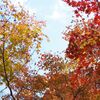 カメラ散歩・2024年近場の紅葉あれこれ