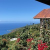 コーヒーシャック  ハワイ島旅行記その5 