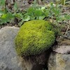 苔の探索：①ハマキゴケ