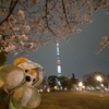 #夜桜#スカイツリー#オリンピックカラー