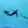 東京都葛西臨海水族園