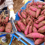 畑のさつまいも収穫!!