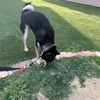 黒柴 🐶 つん