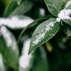 大雪の・・