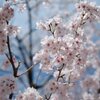 例年並み