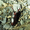 ノコギリクワガタとコクワガタの違いと見分け。赤と黒のクワガタの違いとは？