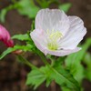 「佐久の季節便り」、「ツキミソウ（月見草）」の花色を楽しむ。