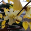 明日、恒例『市の谷の市』