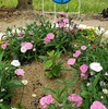 雨の前に「レオンの花畑」へ