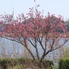 手賀沼遊歩道の八重桜