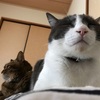 もはや猫ベッドかソファーなり