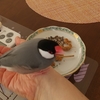 文鳥は慎重だなあ