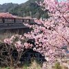 今年も河津桜の季節がやってきた。