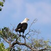 サンショクウミワシ(African Fish Eagle)