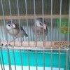 今日の文鳥達