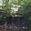 公園の水辺の小鳥たち