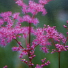 7月10日誕生日の花と花言葉歌句