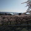 再度、松島の桜を見に行きました。今度は満開です。