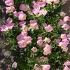 ＃街には様々な花が咲いてます。