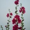 タチアオイの花
