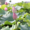 蓮の花　いつ咲くのでしょう・・・