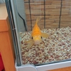 栄養不足の金魚は春が待ち遠しい